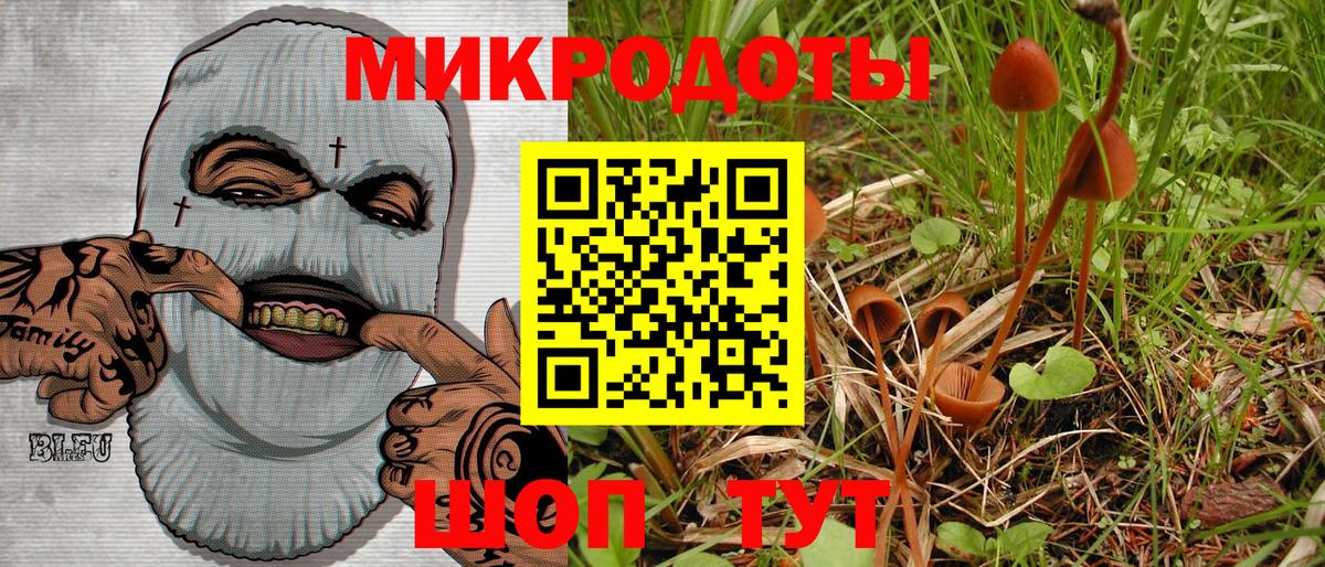 Псилоцибиновые грибы Psilocybe  Москва 