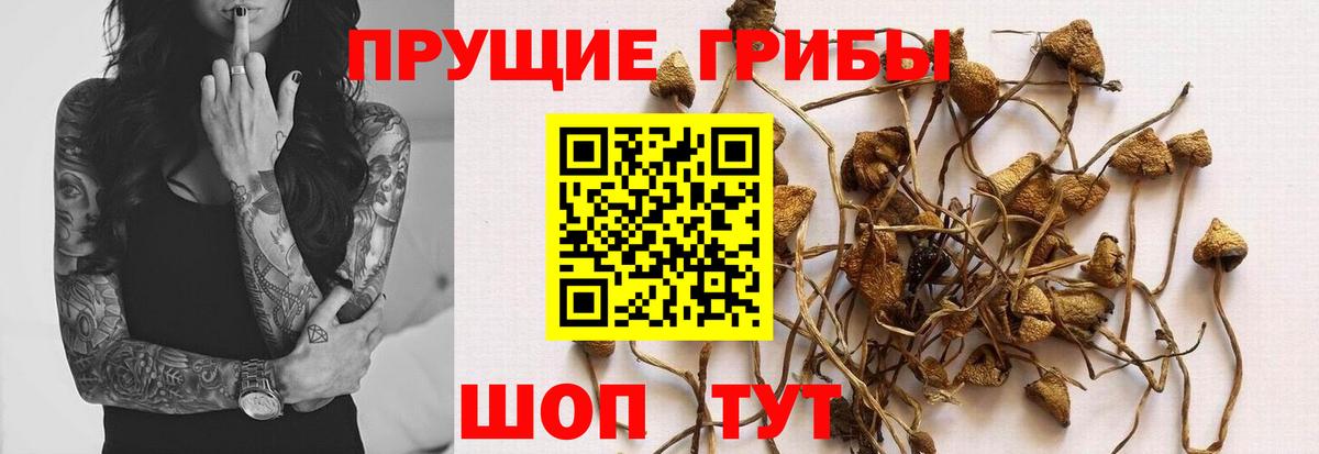 Галлюциногенные грибы мицелий Москва